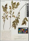 Foto von Salix pentandra L.